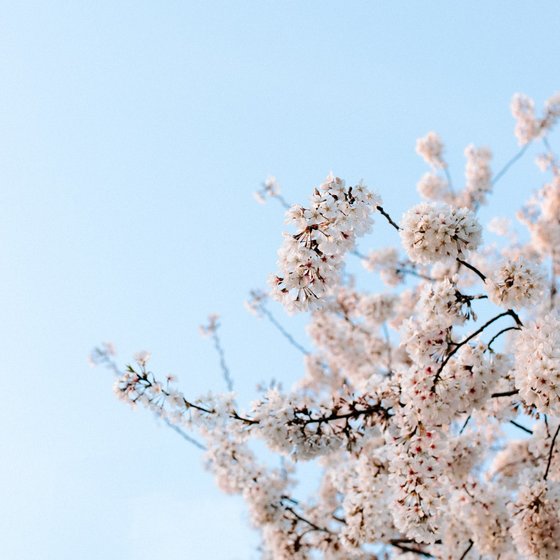 Tree buds