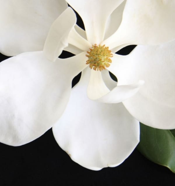 Magnolijų Magnolijų