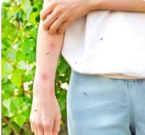 Mosquito repellent bracelet
