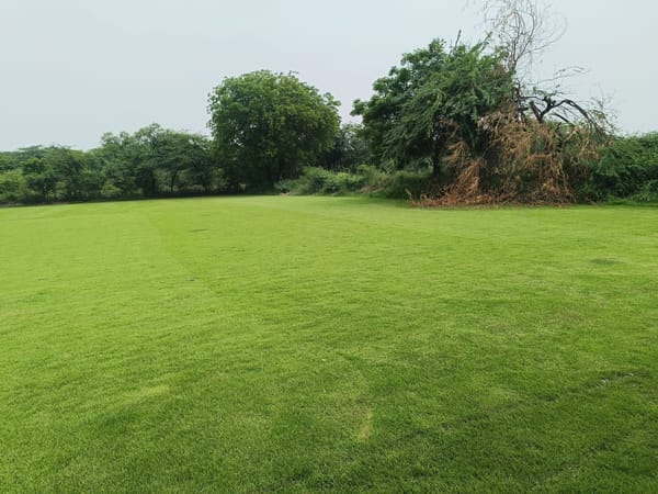 Premium Natural Grass Noida