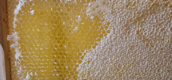 Honey on the comb Honey on the comb