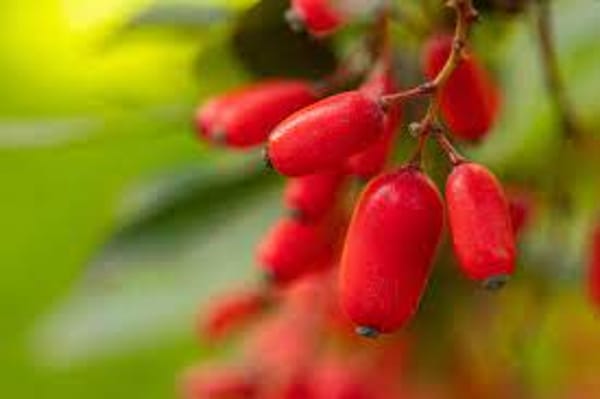 Berberine Ovarista Berberine Ovarista