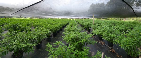 Fresh from Our Farm to your Table!