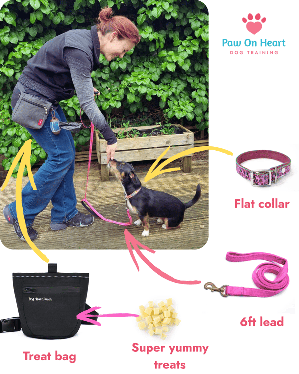 Paw on Heart Training Equipment
