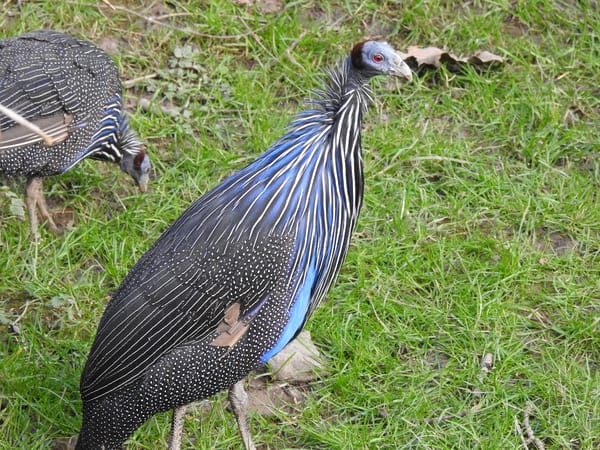 pintade vulturine