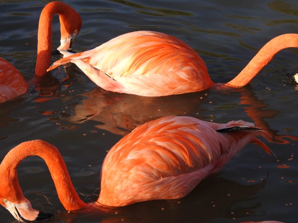 flamant rose
