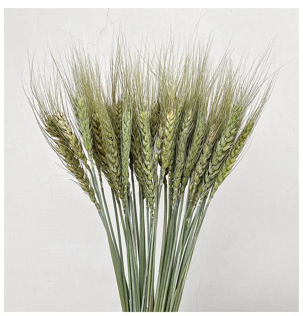 Dried Wheat Original