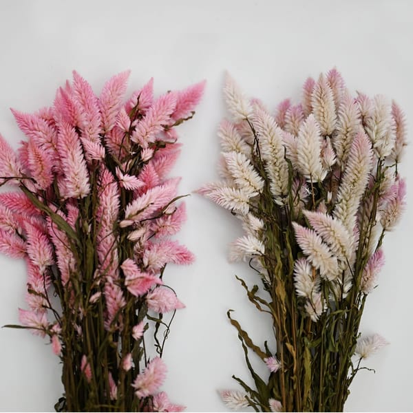 Phoenix-tail Fern /Ombre Grass