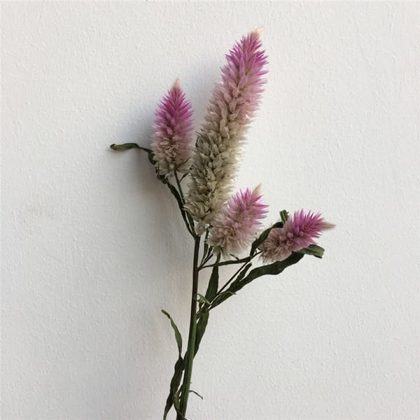 Phoenix-tail Fern /Ombre Grass