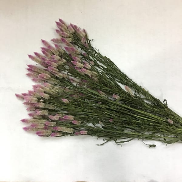 Phoenix-tail Fern /Ombre Grass