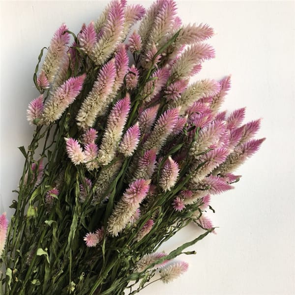 Phoenix-tail Fern /Ombre Grass