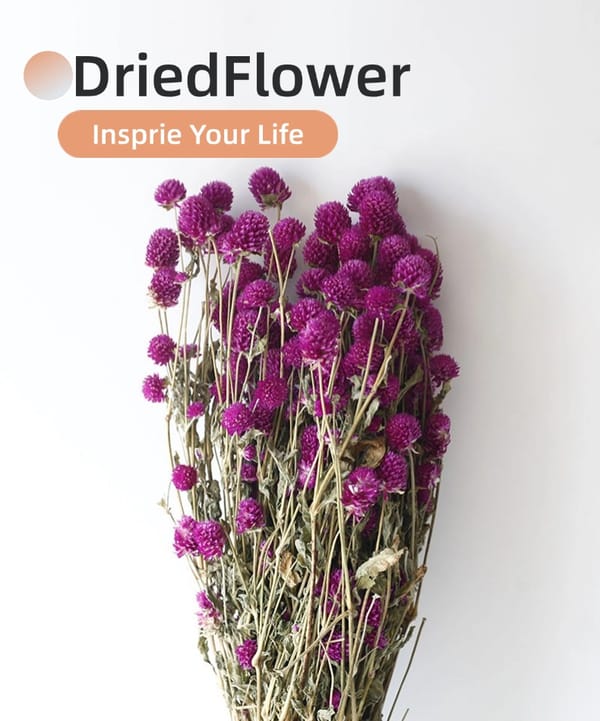 Globe Amaranth supplier