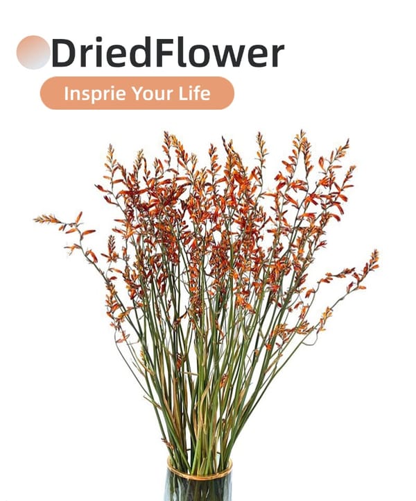 Flame-Colored Orchid supplier