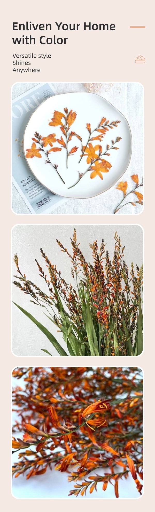 Flame-Colored Orchid supplier