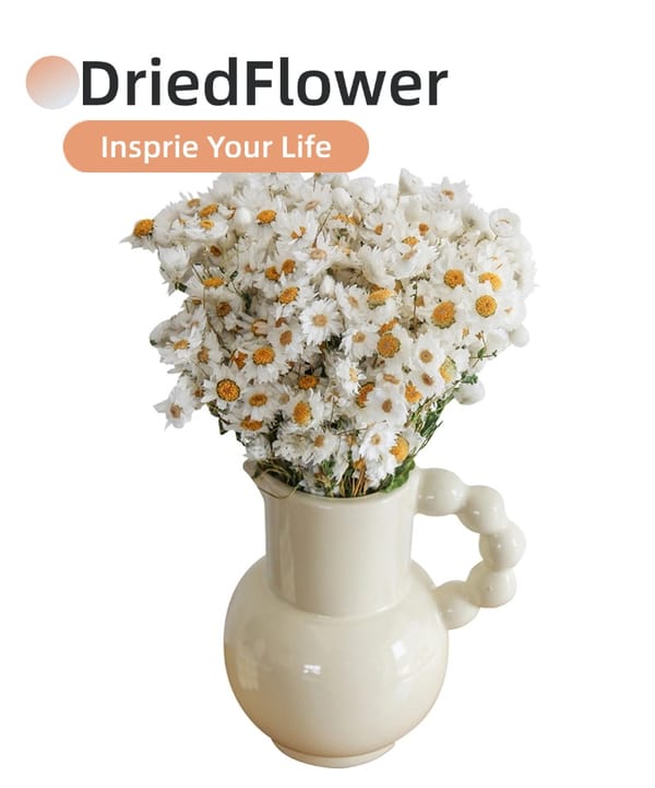 Rhodanthe Daisies supplier