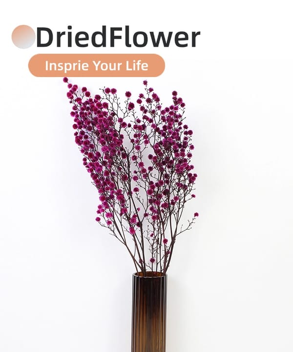 Stirlingia supplier