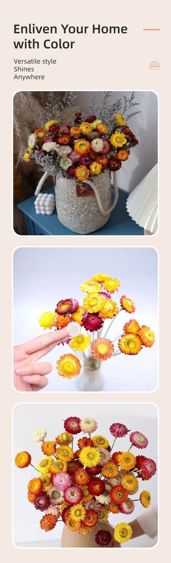 Chrysanthemums distributor