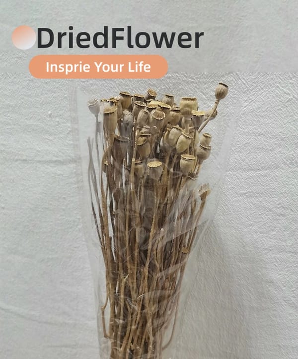Dried Corn Poppy supplier