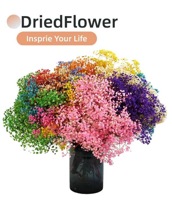 Gypsophila/Babys Breath supplier