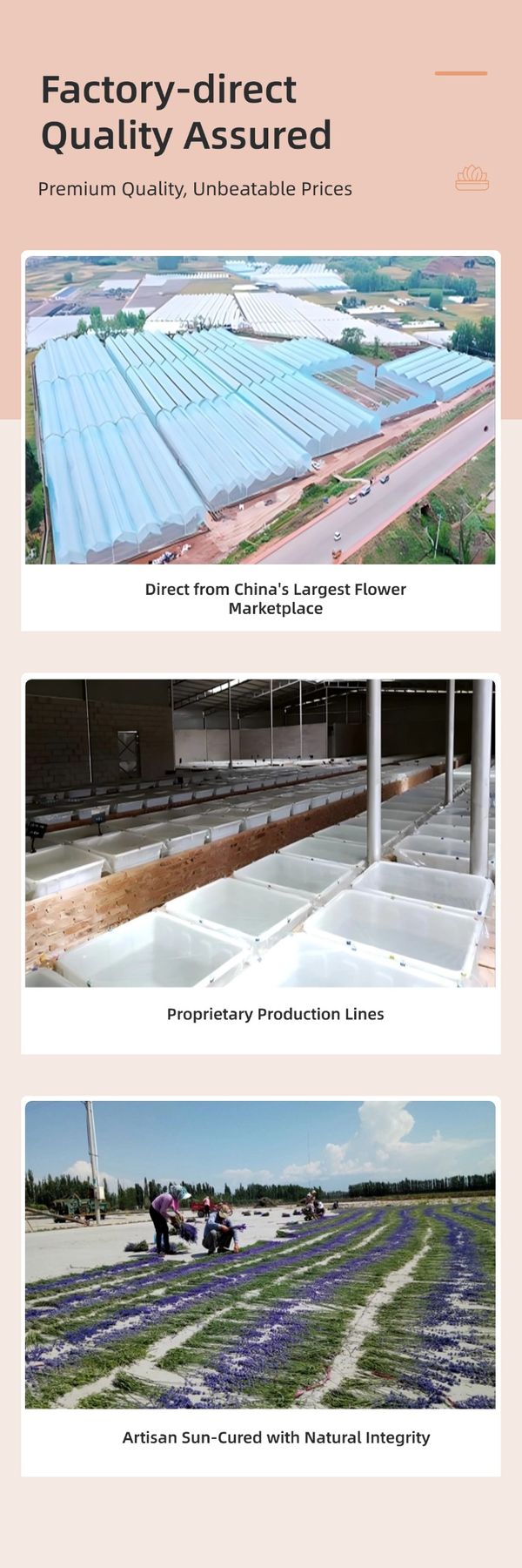 dried flower supplier