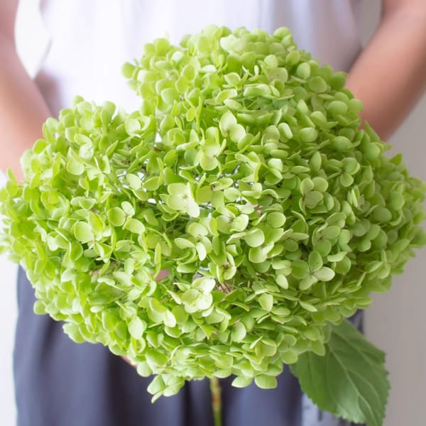 Anna Hydrangea producer