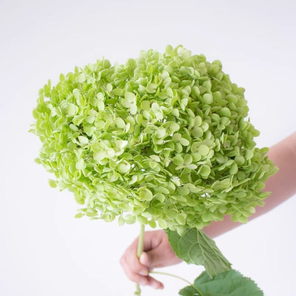 Anna Hydrangea color customization