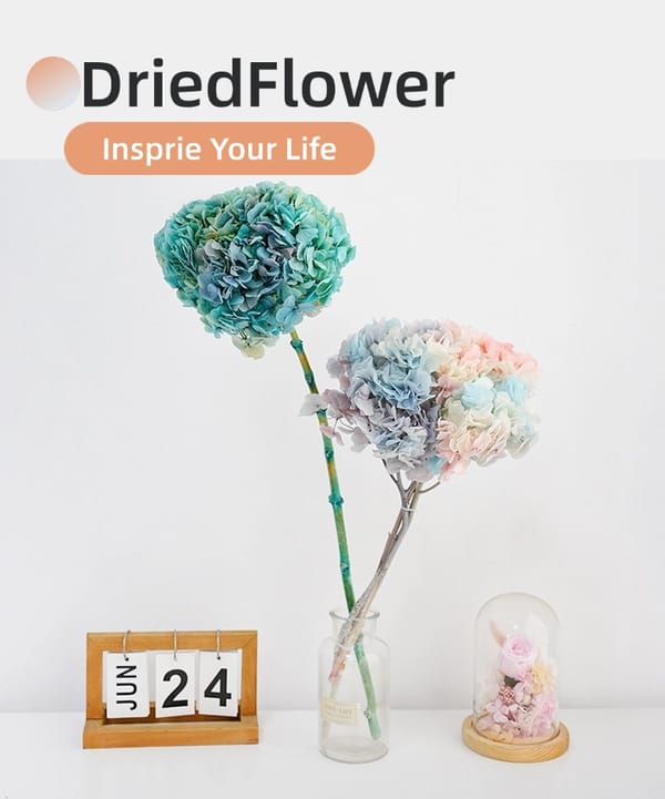 Big-leaf hydrangea supplier