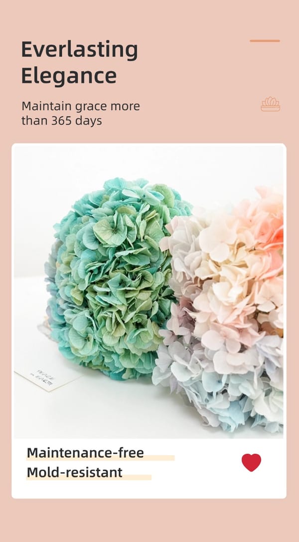 Big-leaf hydrangea wholesale