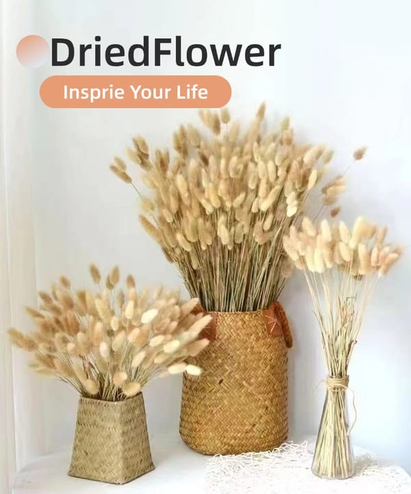 Bunny Tail Grass supplier