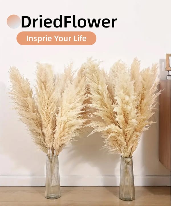 Luxury Jumbo Pampas Grass supplier