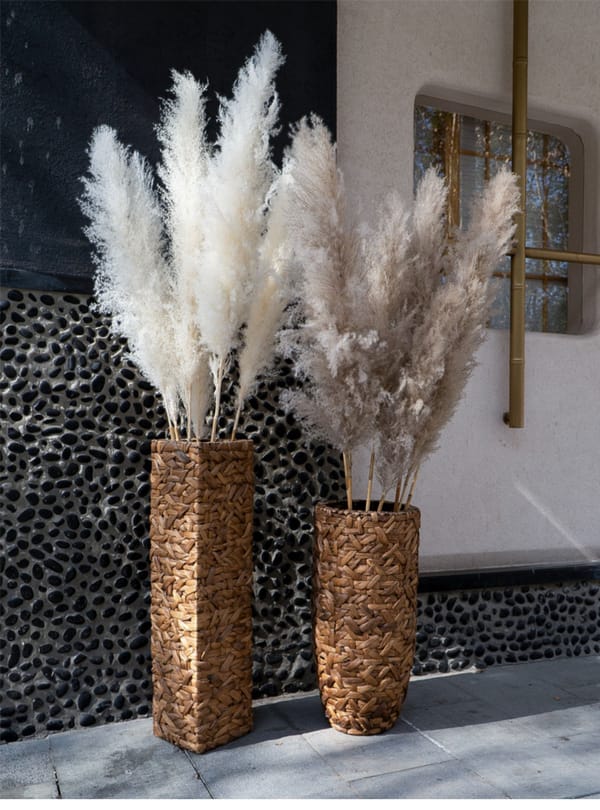 Premium Large Pampas Grass wholesale