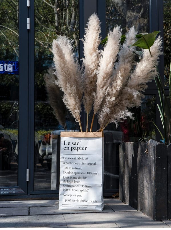 Premium Large Pampas Grass producer