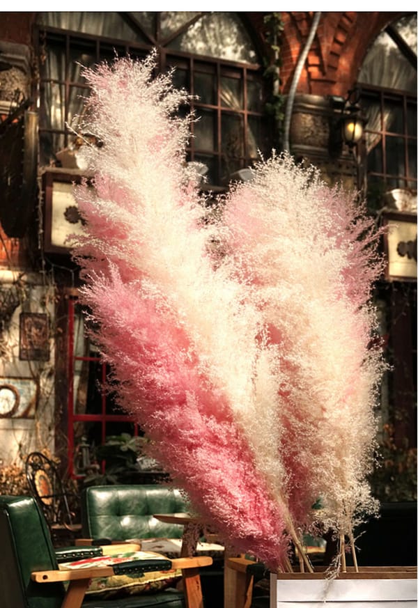 Premium Large Pampas Grass distributor