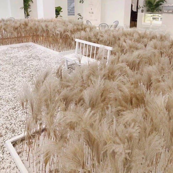 Reed Grass supplier