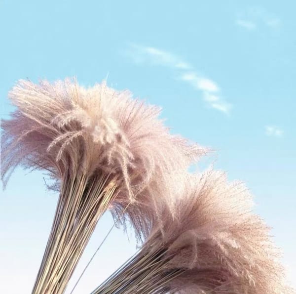 Reed Grass producer