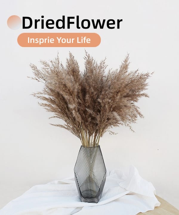 Wild reed pampas supplier