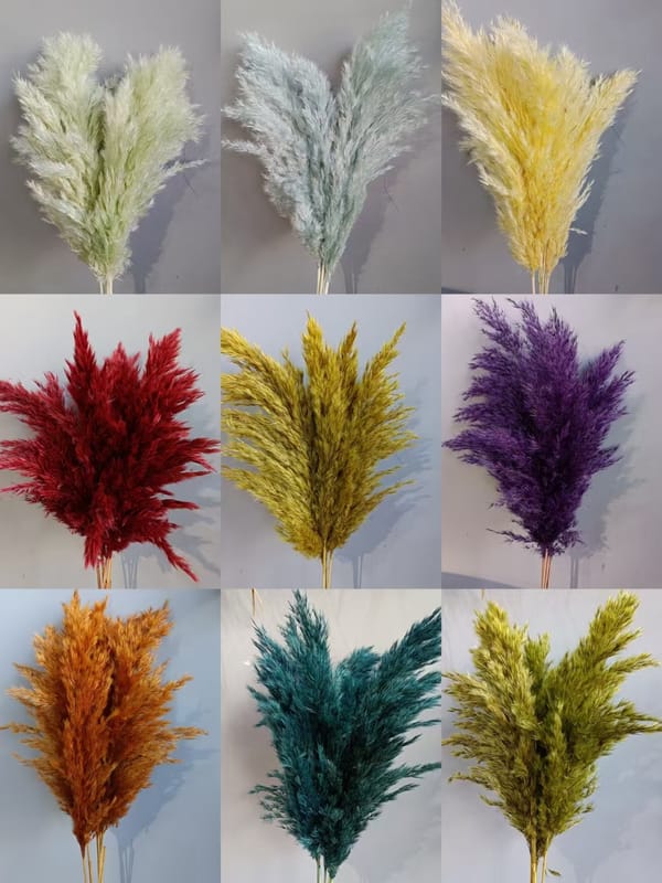 Wild Reed Pampas color card