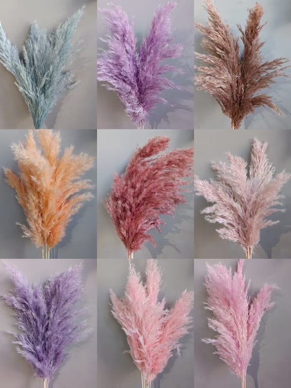 Wild Reed Pampas color card