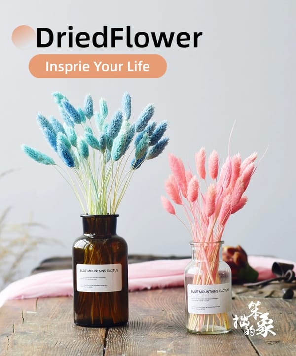 Phalaris Flowers supplier