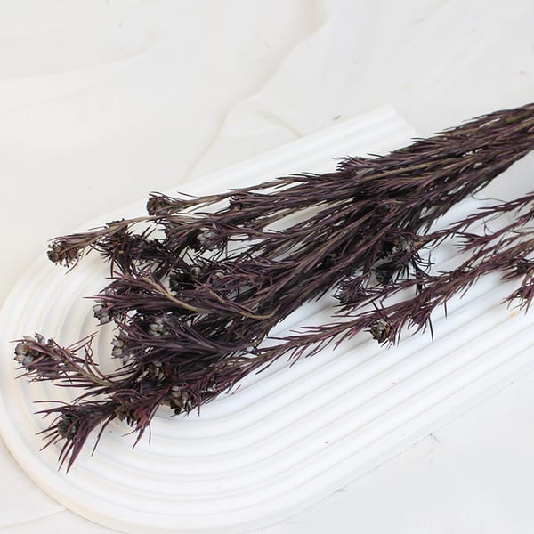 dried flower wholesale