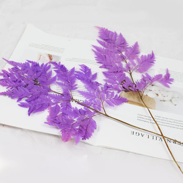 Arachniodes purple color