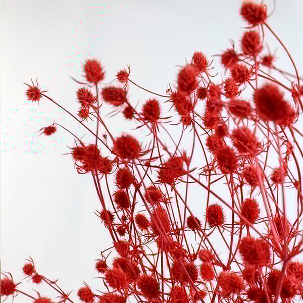 preserved SEA HOLLY red color