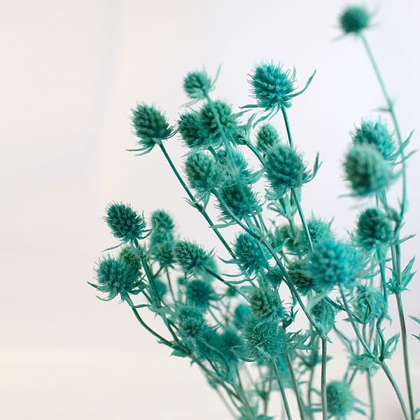 preserved SEA HOLLY blue color