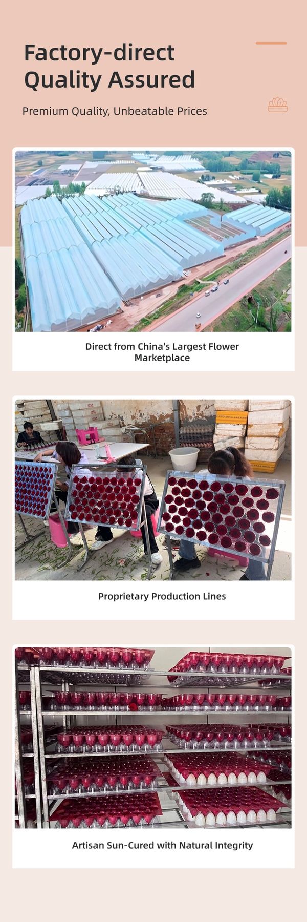 preserved rose head factory source