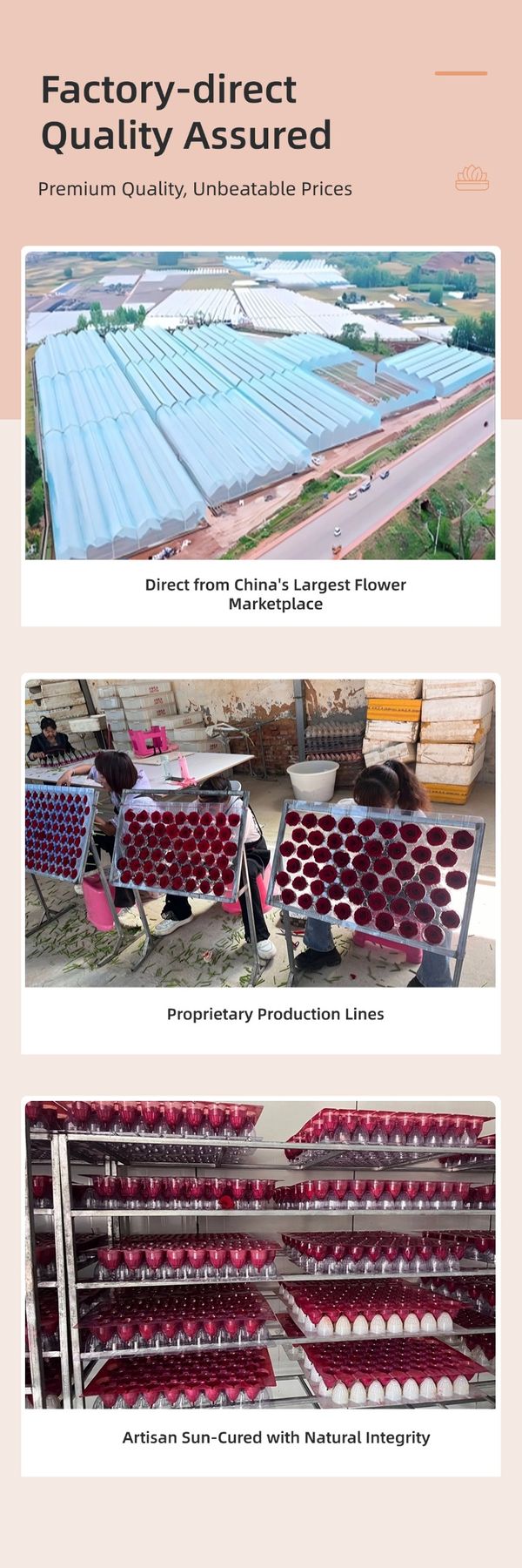 preserved rose factory source