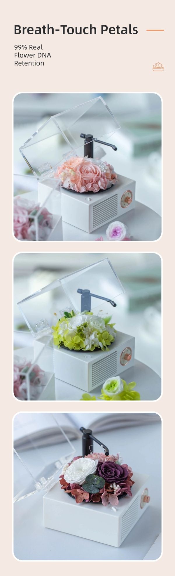 preserved flower gift distributor