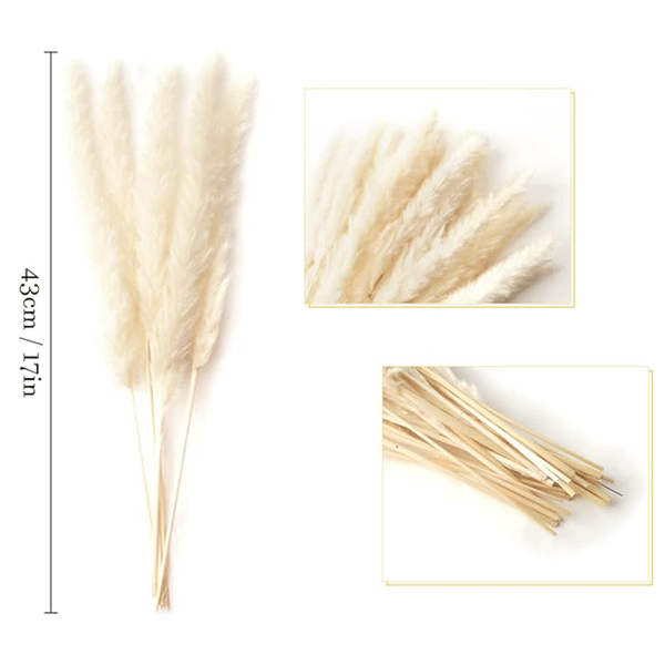 pampas grass disributor