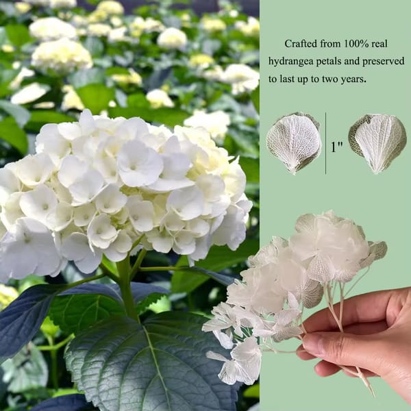 Preserved Hydrangea Petals