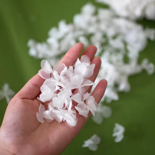 Preserved Hydrangea Petals