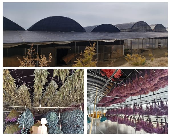 dried flower factory